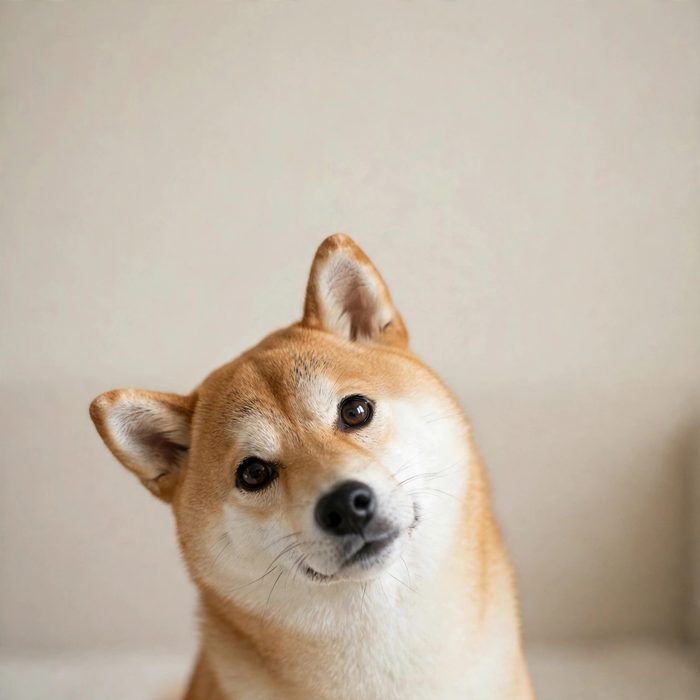 柴犬问号表情包模板